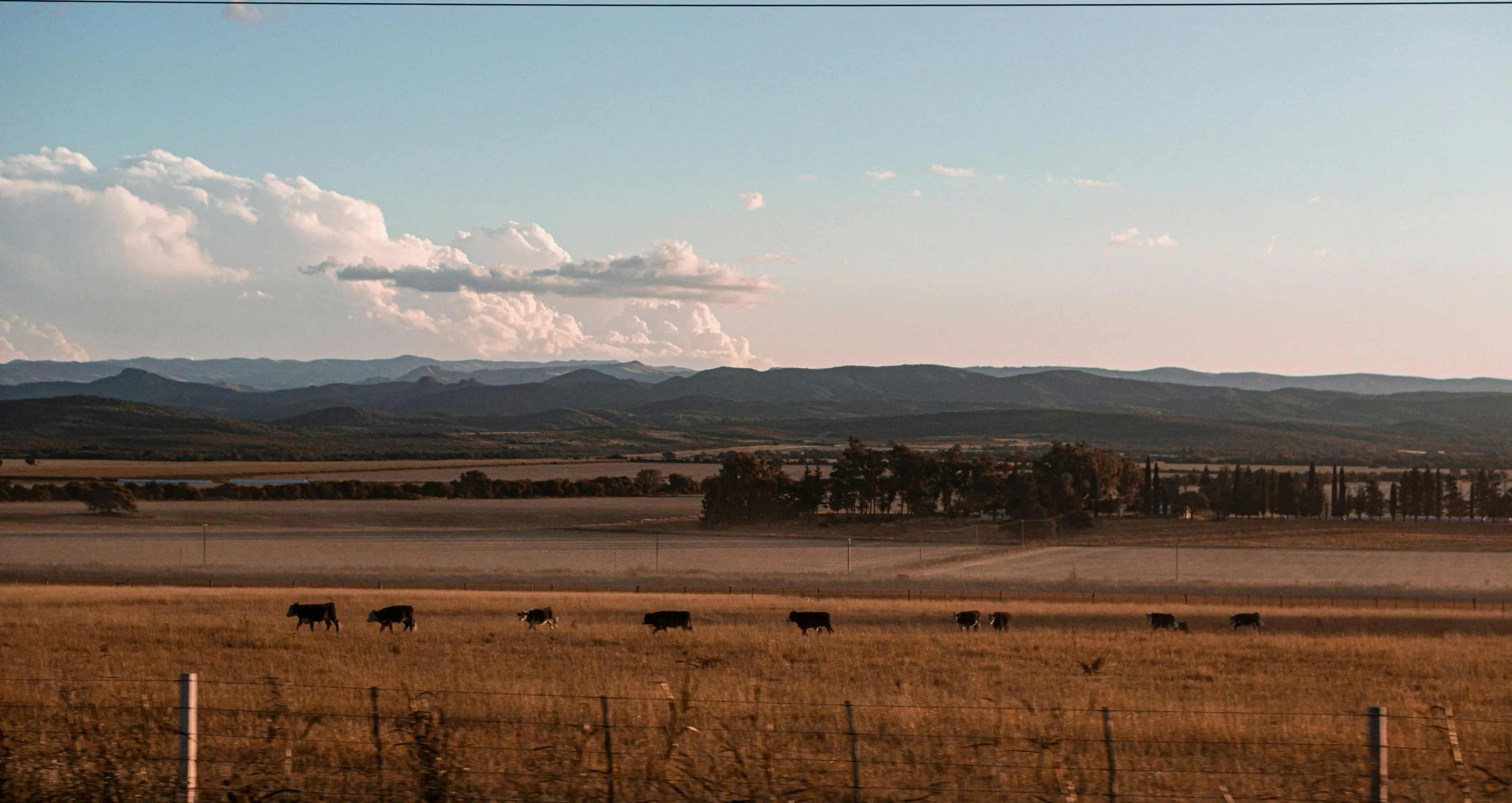 kingaroy.webp