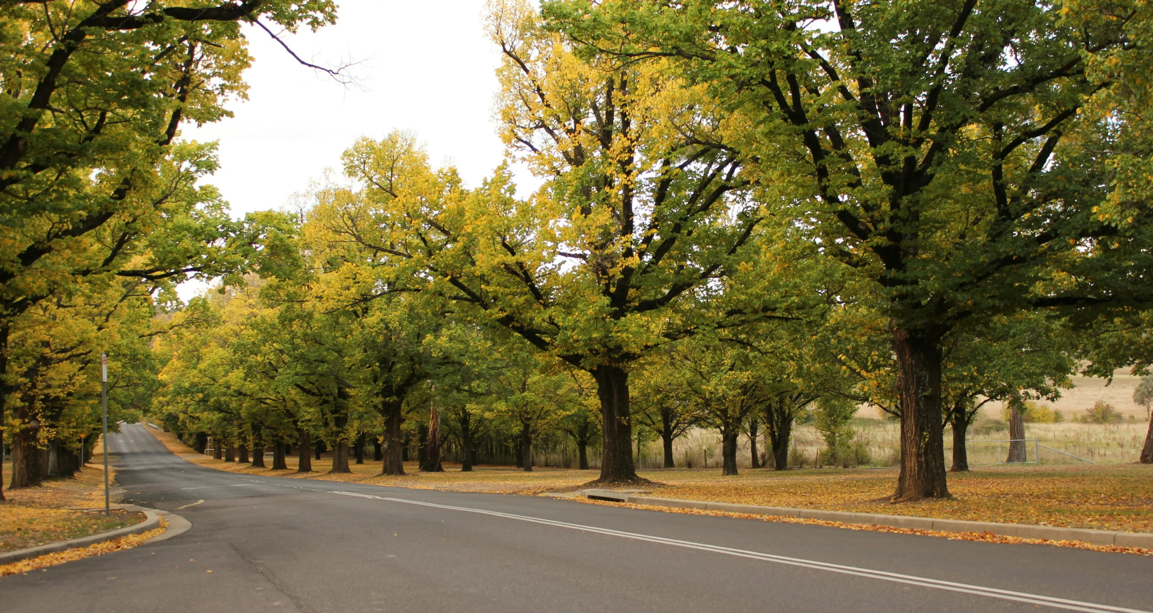 armidale.webp